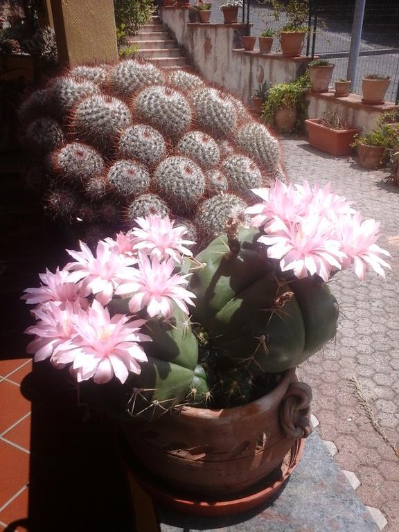 B&B Del Castagneto San Marco Argentano ภายนอก รูปภาพ